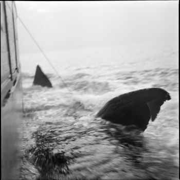 Nageoires dorsales des requins capturés contre le bord du Tohy en 1958 - 2