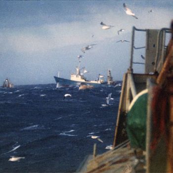Le grand cirque des navires concurrents sur les bancs de pêche vu du Jean Charcot - 1975