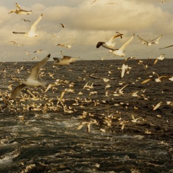 Oiseaux sur la mer - photographie prise à bord du chalutier Charcot - 1974-1975