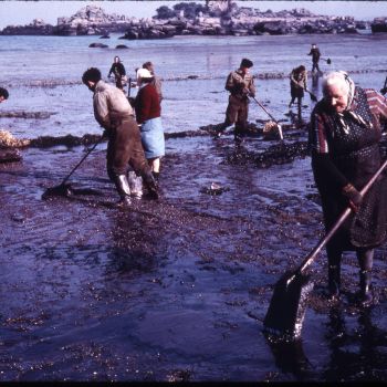 La population rassemblée au nettoyage des plages de granit rose - 1967