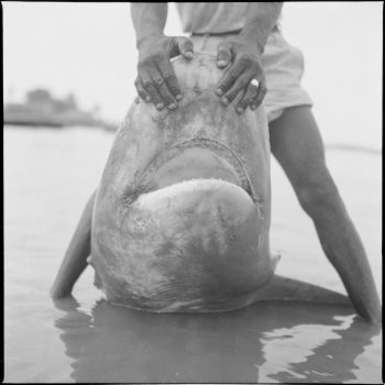 Guinée - pêcheur tenant une gueule de requin sur le rivage - 1947