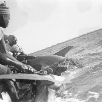 Guinée - pêche au requin - 1946-1949