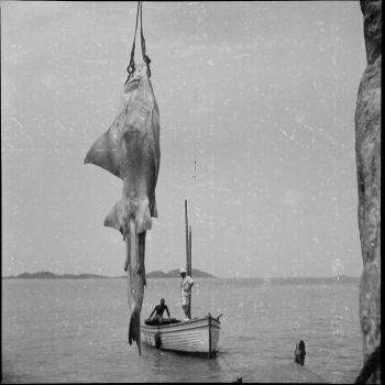 Guinée - grutage d'un poisson-scie - 1946-1949
