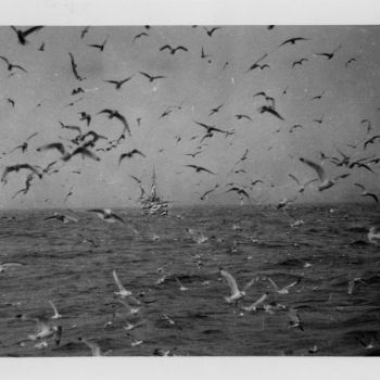 Oiseaux sur la mer - photographie prise à bord du chalutier Terre-Neuvas Bois Rosé - 1952