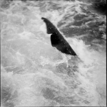 Nageoires dorsales des requins capturés contre le bord du Tohy en 1958 - 1