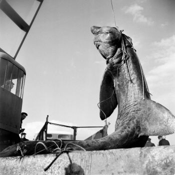Hissé par le cou l'animal de 10 mètres est déchargé sur les quais de Concarneau en 1958 - 2