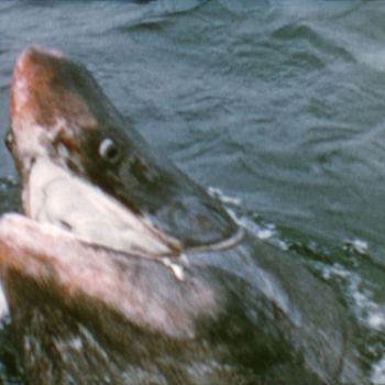 Requin pèlerin luttant contre les filins 1958