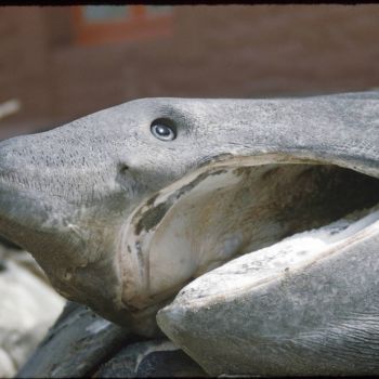 La gueule du requin pèlerin Concarneau 1958