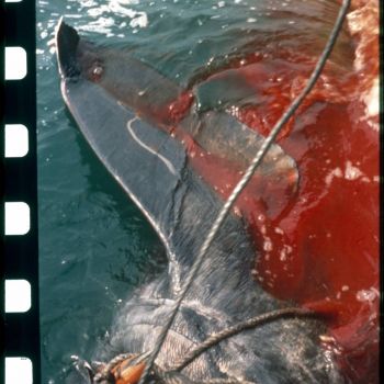 Chalutier Tohy - pêche au requin pèlerin 1958-1959