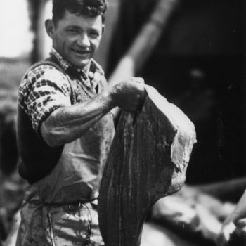 Concarneau - dépeçage de requins pèlerins à l'usine de la SFIM à bord du chalutier Tohy - 1958-1959
