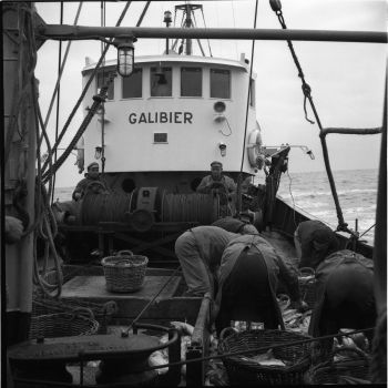 Chalutier Galibier - triage du poisson 1958