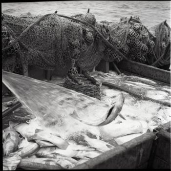 Lavage du poisson sur le pont du Galibier 1958