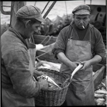 Guillaume Rioual et son collègue au nettoyage du poisson sur le Galibier 1958
