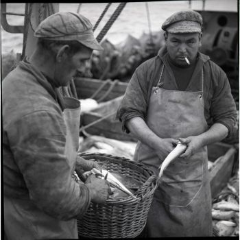 Guillaume Rioual et son collègue au nettoyage du poisson sur le Galibier - 1958 - 24Fi24075