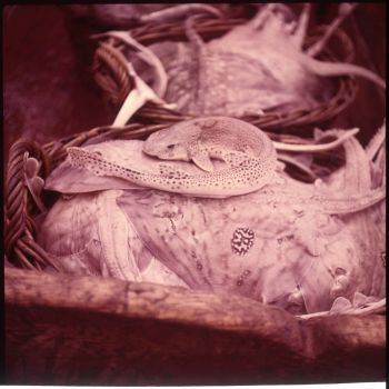 Roussette sur lit de raies Galibier 1958