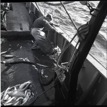 Chalutier Galibier - pêcheur mettant à l'eau les déchets après le triage 1960-1961
