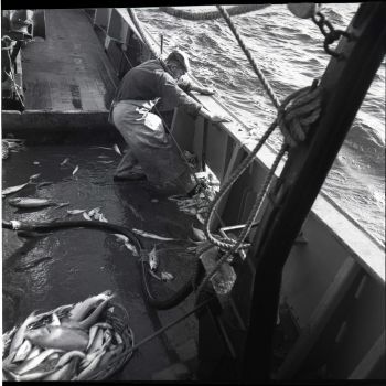 Les tailles inférieures étaient repoussées vers les dalots qui se dégorgeaient dans la mer - Deux Amis - 1960-1961 - 24Fi24262
