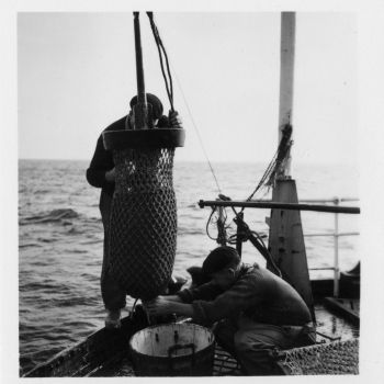 Navire océanographique Président Théodore Tissier - dragage - 1958-1959