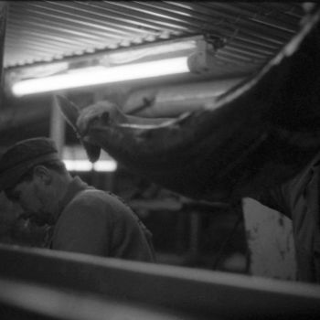 Le traitement du poisson dans les cales modernes du Charcot - 1975