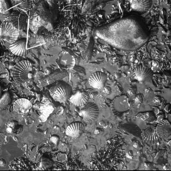 Coquilles et mollusques baignant dans le pétrole - 1967