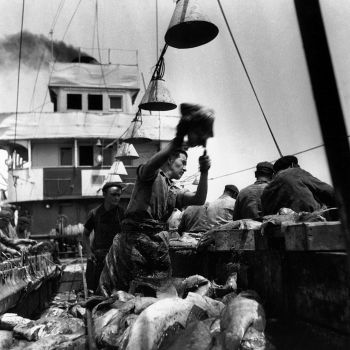 Chalutier des mers chaudes   affaleur tirant un panier rempli de poissons 1941 1943