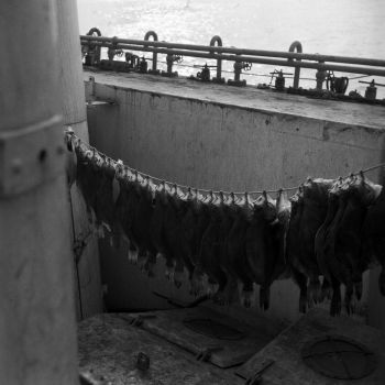 Chalutier Terre Neuvas Bois Rosé   poissons suspendus sur un fil 1952