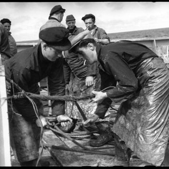 Chalutier Terre Neuvas Bois Rosé   préparation et entretien du matériel 1952-2
