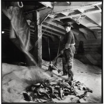 Chalutier Terre Neuvas Bois Rosé   salage du poisson 1952-3