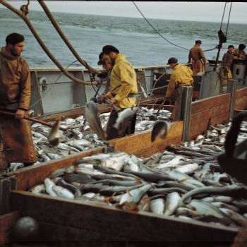 Chalutier Terre Neuvas Bois Rosé   triage du poisson 1952