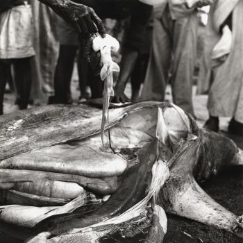 Guinée   bébé requin marteau