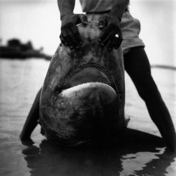 Guinée   gueule de requin tigre 1946 1956