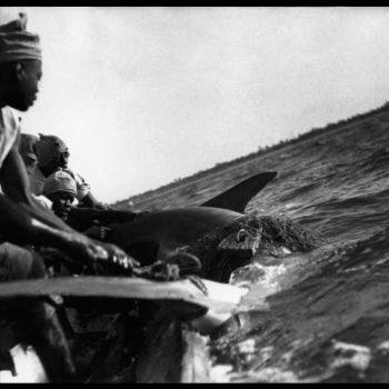 Guinée   pêche au requin
