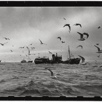 Navire en mer 1952