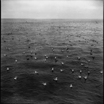 Oiseaux sur la mer 1952