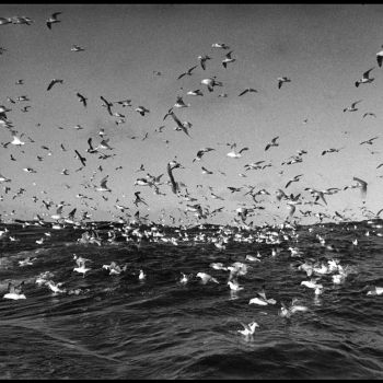 Oiseaux sur la mer   photographie prise à bord du chalutier Terre Neuvas Bois Rosé 1952