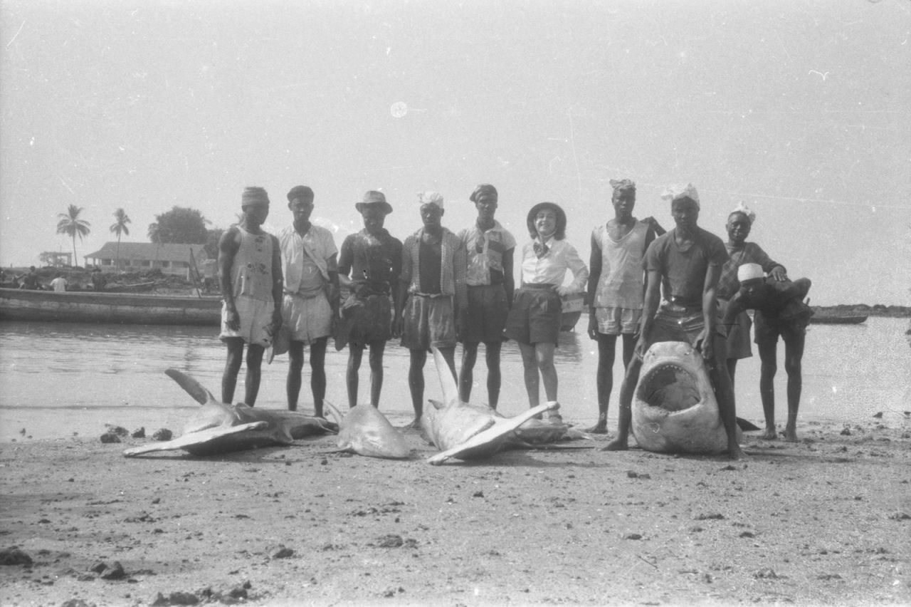 Guinée - requins alignés sur le rivage devant Anita Conti et son équipe - 1946-1949